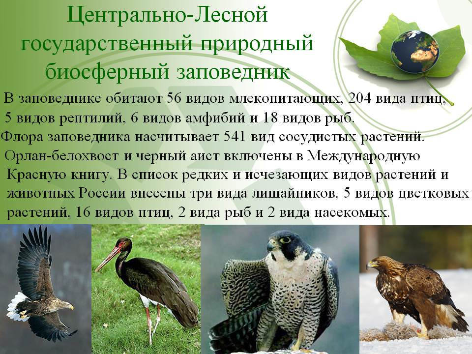 Откройте для себя удивительные виды ондатры, обитающие в озерах и реках России Ондатра известна своими внушительными Откройте для себя удивительные виды ондатры, обитающие в озерах и реках России Ондатра известна своими внушительными