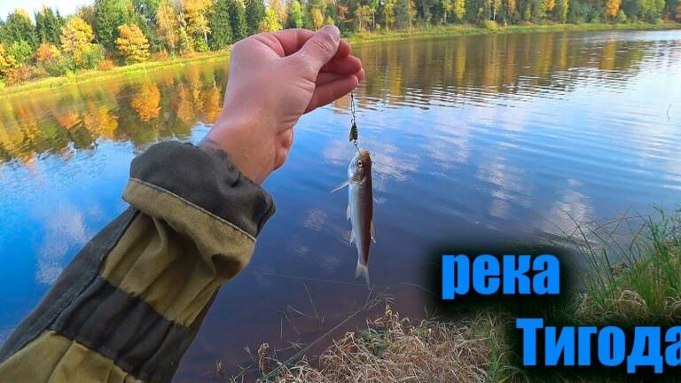 Рыбы реки Тигода: виды и особенности
